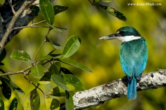 White-collared Kingfisher