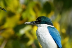 White-collared Kingfisher