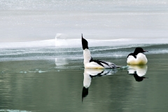 Common Mergansers