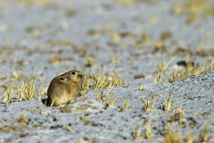 Ladakh Pika