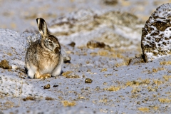 Woolly Hare