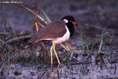 Red-wattled Lapwing