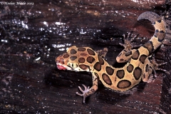Leopard Gecko