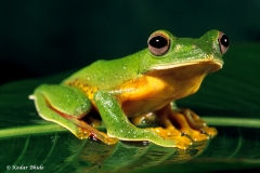 Malabar Gliding frog