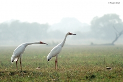 Siberian Cranes