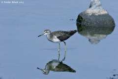 Sandpiper