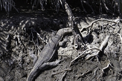 Water Monitor