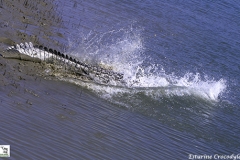 Esturaine Crocodile