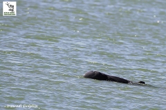 Irrawaddy dolphin