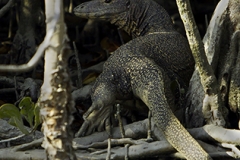 Water Monitor