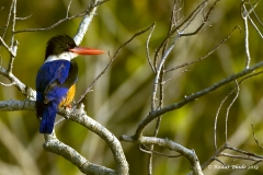 Black-capped Kingfisher