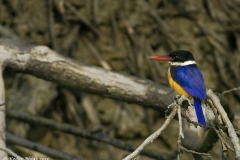 Black-capped Kingfisher