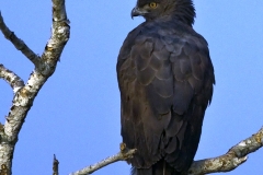 Crested Hawk Eagle (Black morph)