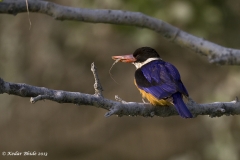 Black-capped Kingfisher
