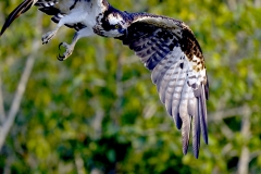 Osprey in flight