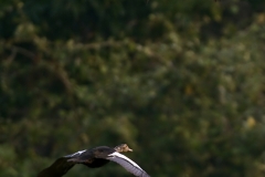 White-winged Wood Duck