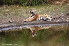 Royal Bengal Tiger, Ranthambore