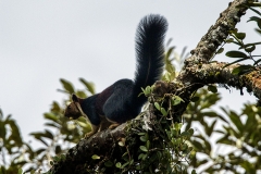 Giant Squirrel