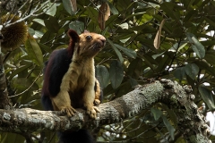 Giant Squirrel