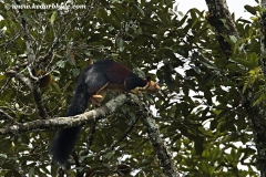 Giant Squirrel