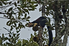 Giant Squirrel