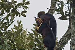 Giant Squirrel