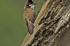 Red Whiskered Bulbul
