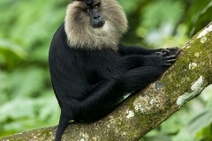 Lion-tailed Macaque