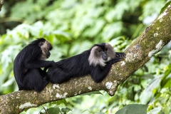 Lion-tailed Macaque