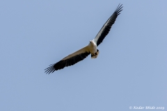 White Bellied Sea Eagle