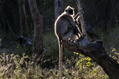 Common Langur