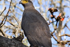 Crested Serpent Eagle