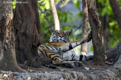 Royal Bengal Tiger, Bandhavgarh