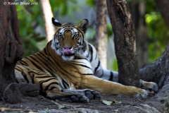 Royal Bengal Tiger, Bandhavgarh