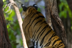 Royal Bengal Tiger, Bandhavgarh
