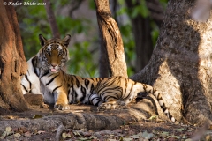 Royal Bengal Tiger, Bandhavgarh