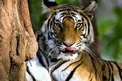 Royal Bengal Tiger, Bandhavgarh
