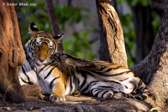 Royal Bengal Tiger, Bandhavgarh