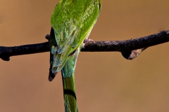 Green Bee-eater