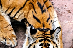 Royal Bengal Tiger, Bandhavgarh