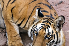 Royal Bengal Tiger, Bandhavgarh