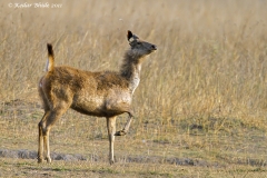 Sambar in alert