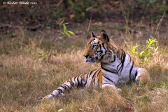 Royal Bengal Tiger, Bandhavgarh
