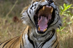 Royal Bengal Tiger, Bandhavgarh