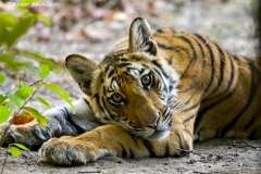 Royal Bengal Tiger, Bandhavgarh