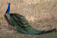 Peacock - National Bird of India