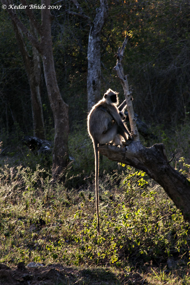 Common Langur