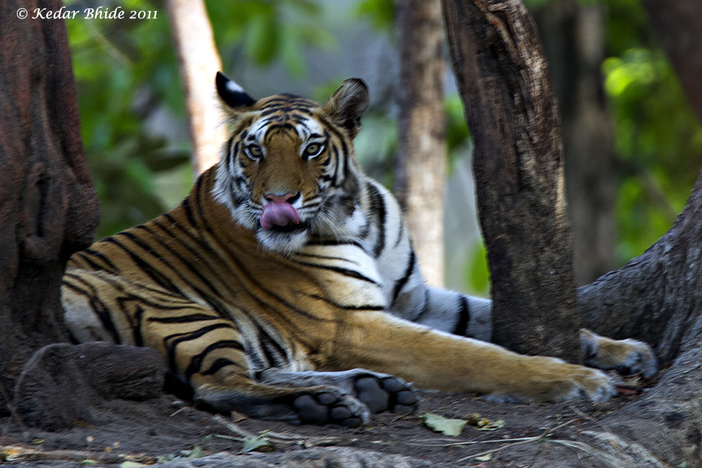Royal Bengal Tiger, Bandhavgarh
