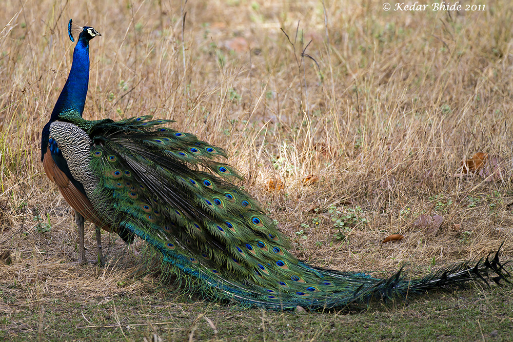 Peacock - National Bird of India