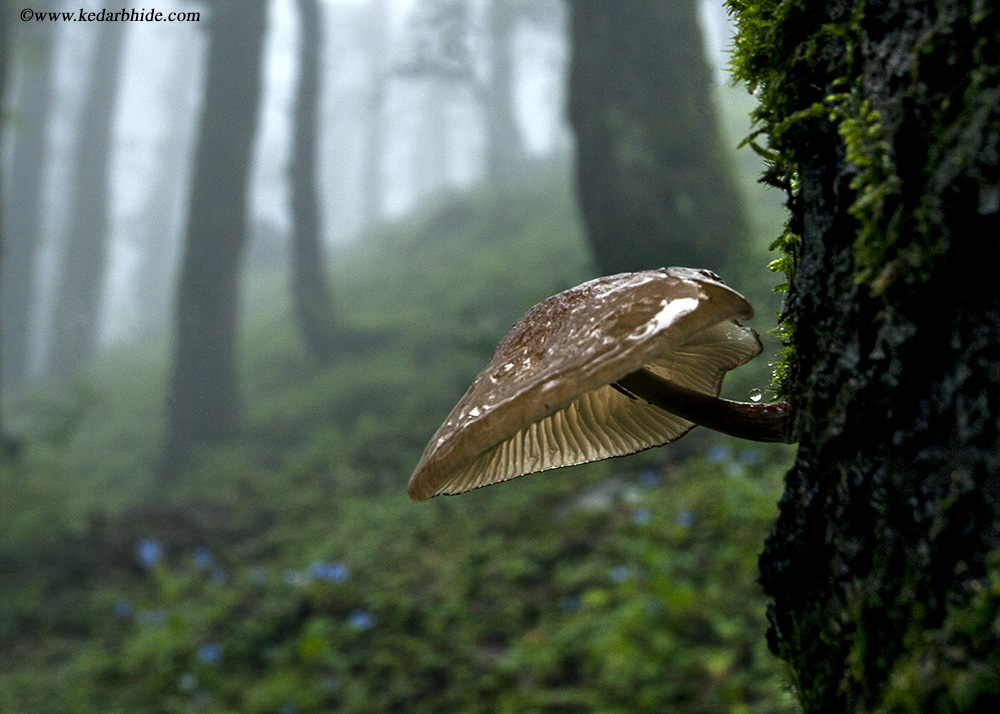 Mushroom near Jalori pass